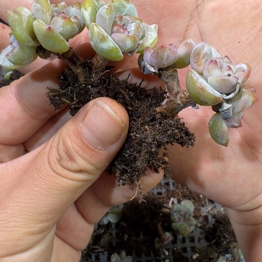 58 号到手一颗一物一拍