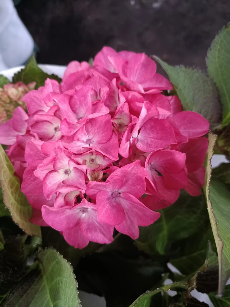 【粉色贝拉】玫粉多季节新老枝室内外庭院耐寒耐热