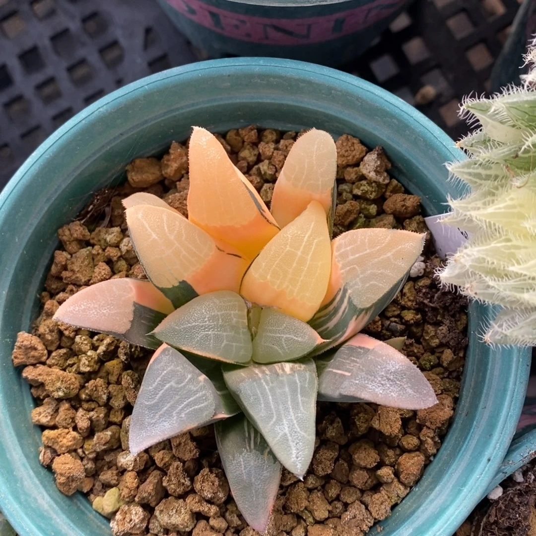 一颗实生大克锦。