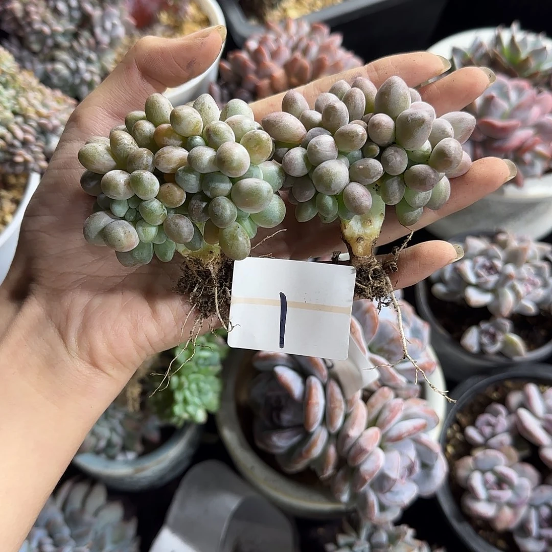 哦***豁两颗汤圆缀化一物一拍1