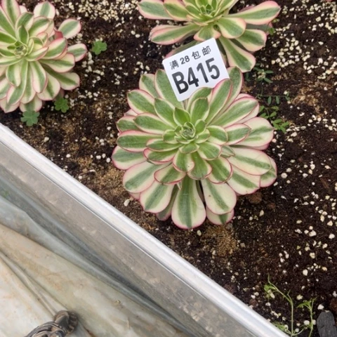 415倾城不包断枝