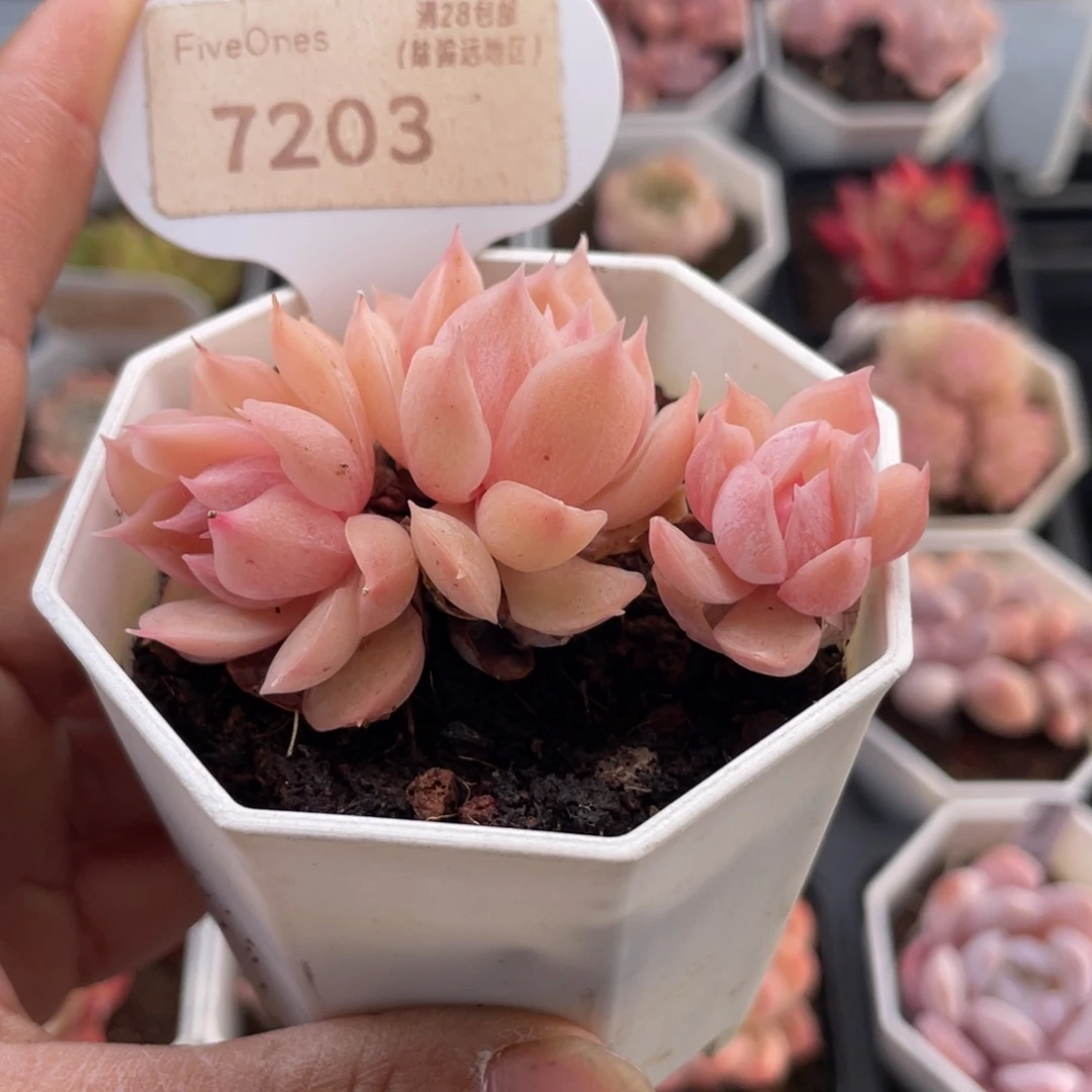 昂斯诺7203-6.0厘米