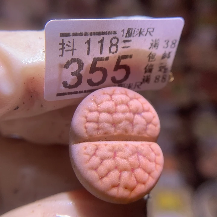 精品生石花118.355