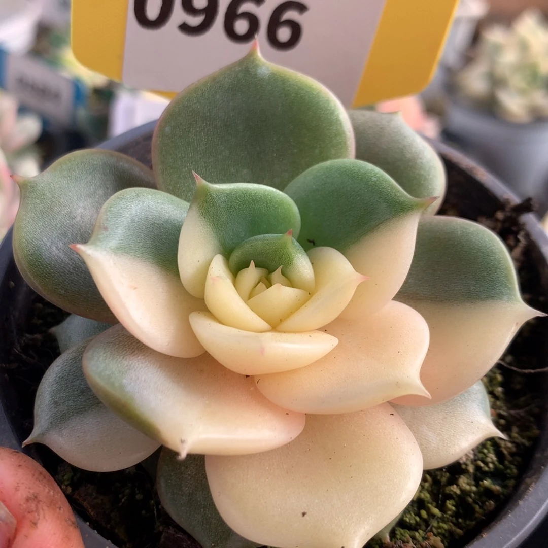 966贝加尔湖哈哈哈哈哈