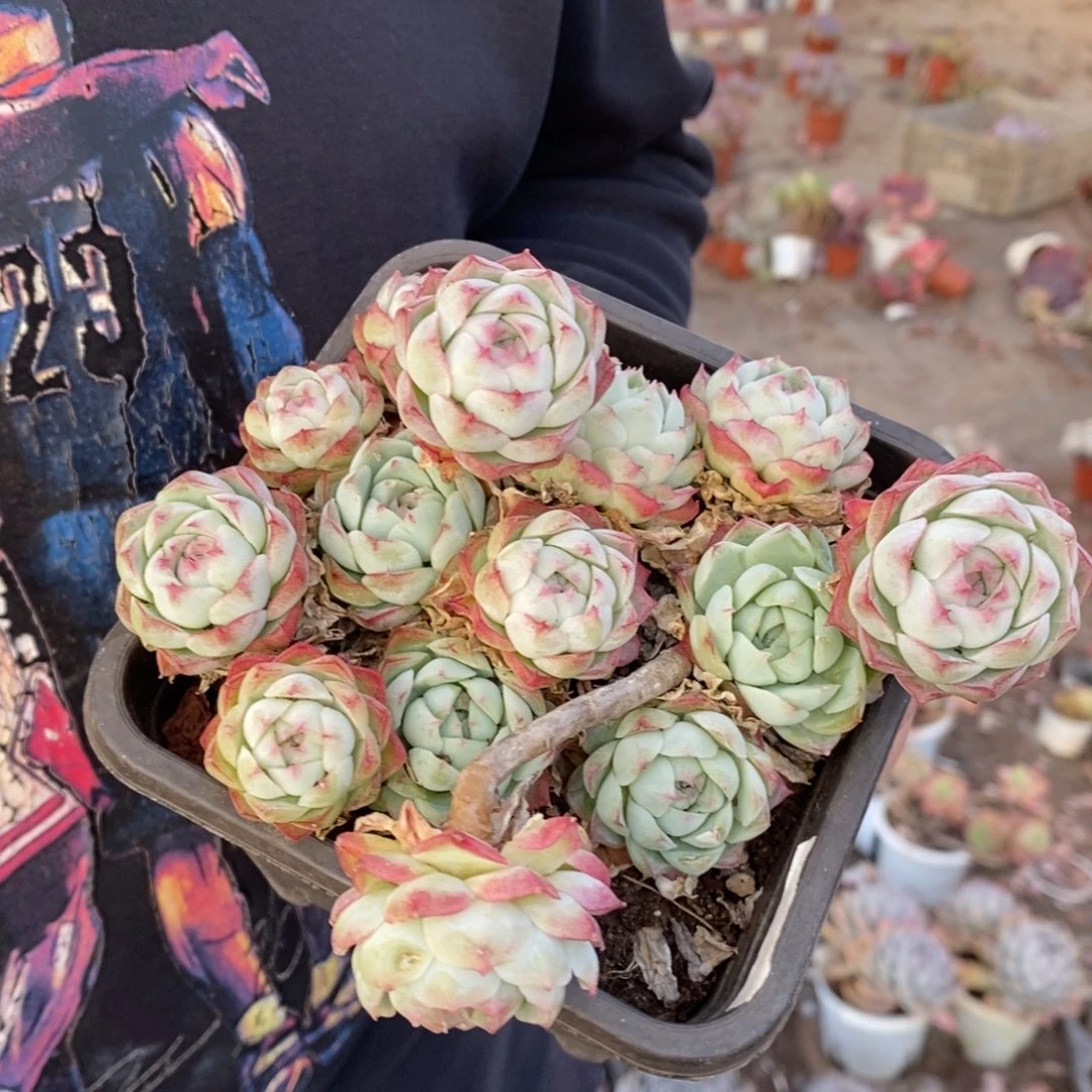 麦秆女王整桩带盆土，120杯