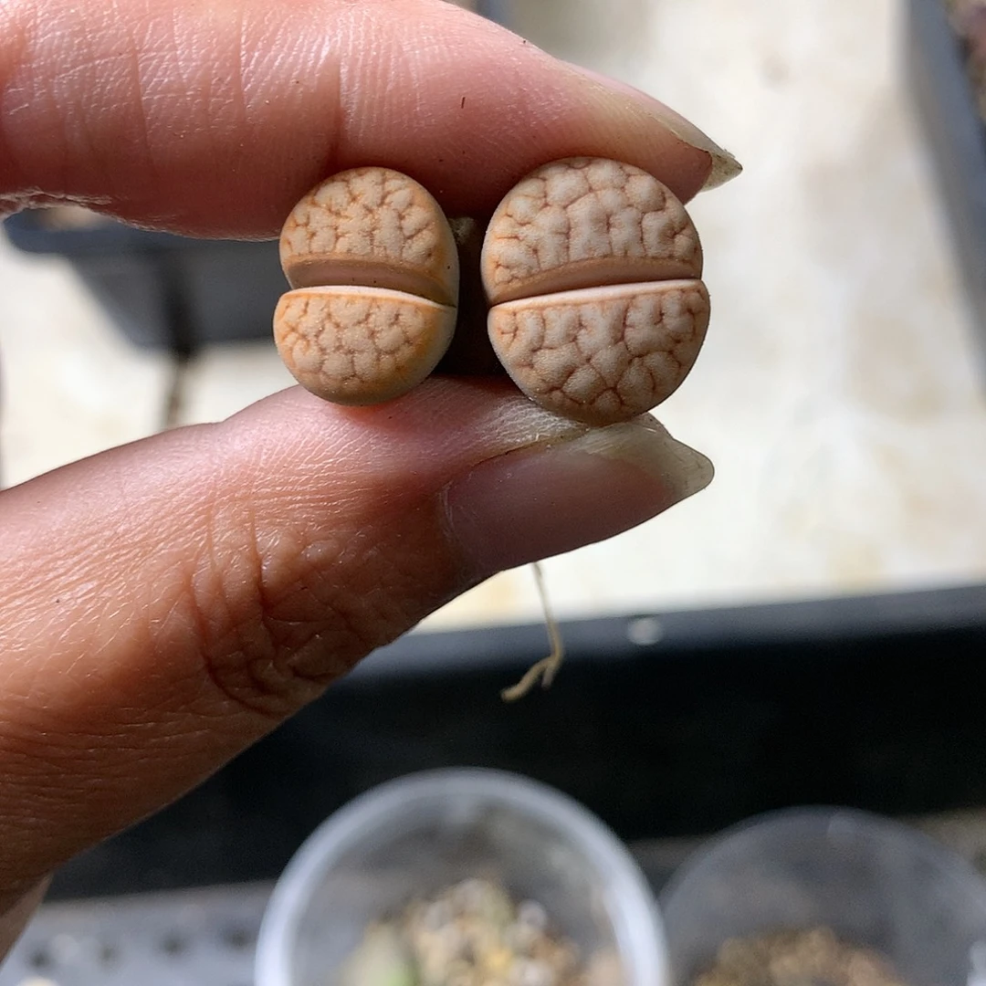 E325多肉植物保护研究所