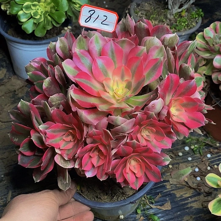 七彩石老桩捧花福利的812号