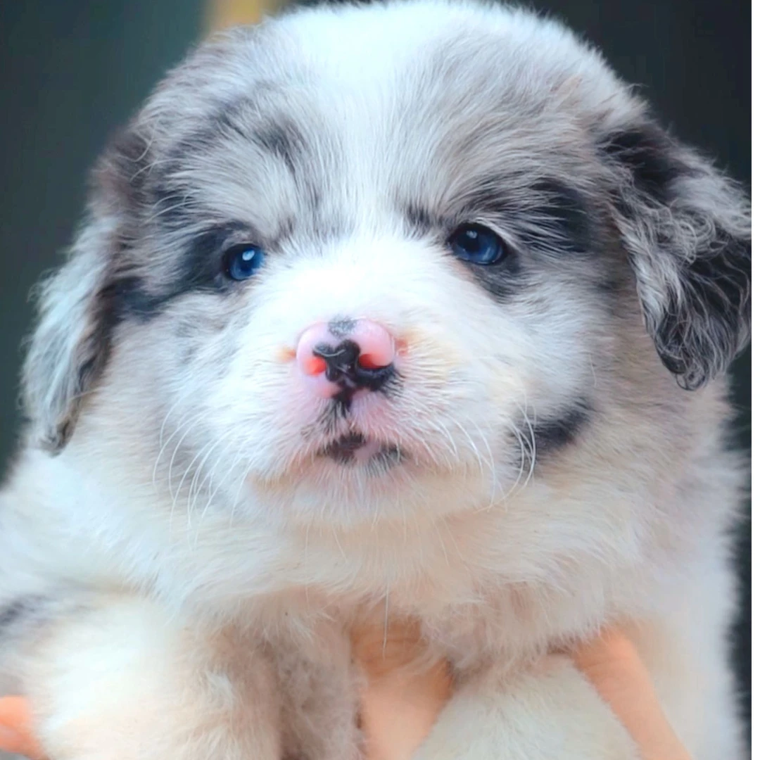 边境牧羊犬—双蓝眼陨石弟弟
