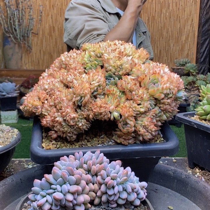 阿***の307号粉兔多肉植物