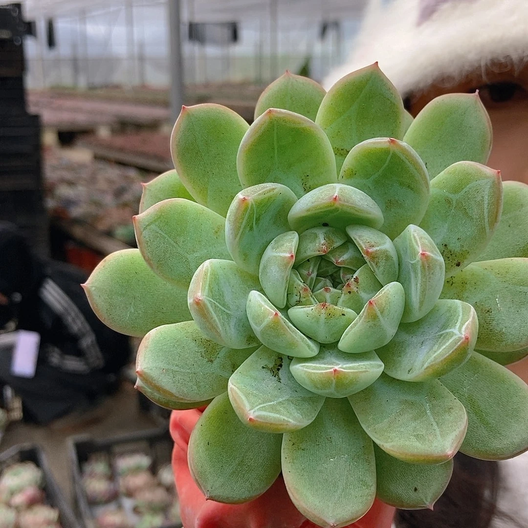 雪花珍妮单头比较嫩随机