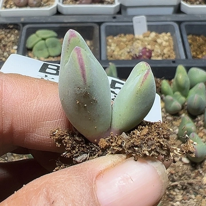 415号少将多肉植物