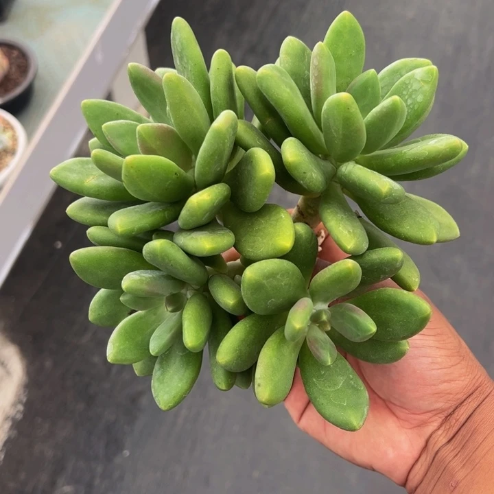 芒果奶自然群无砍头