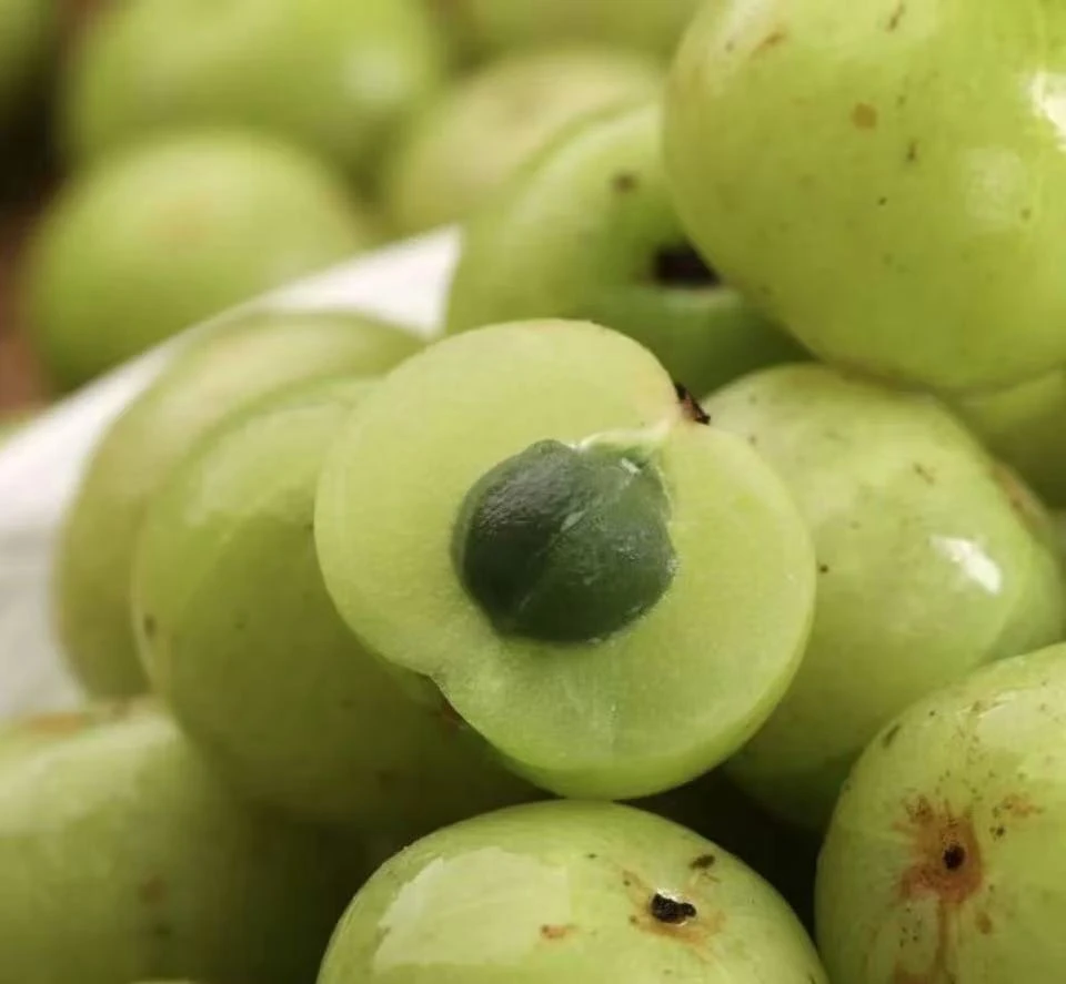 鱼头家新鲜现采摘水果油柑甘甜回口