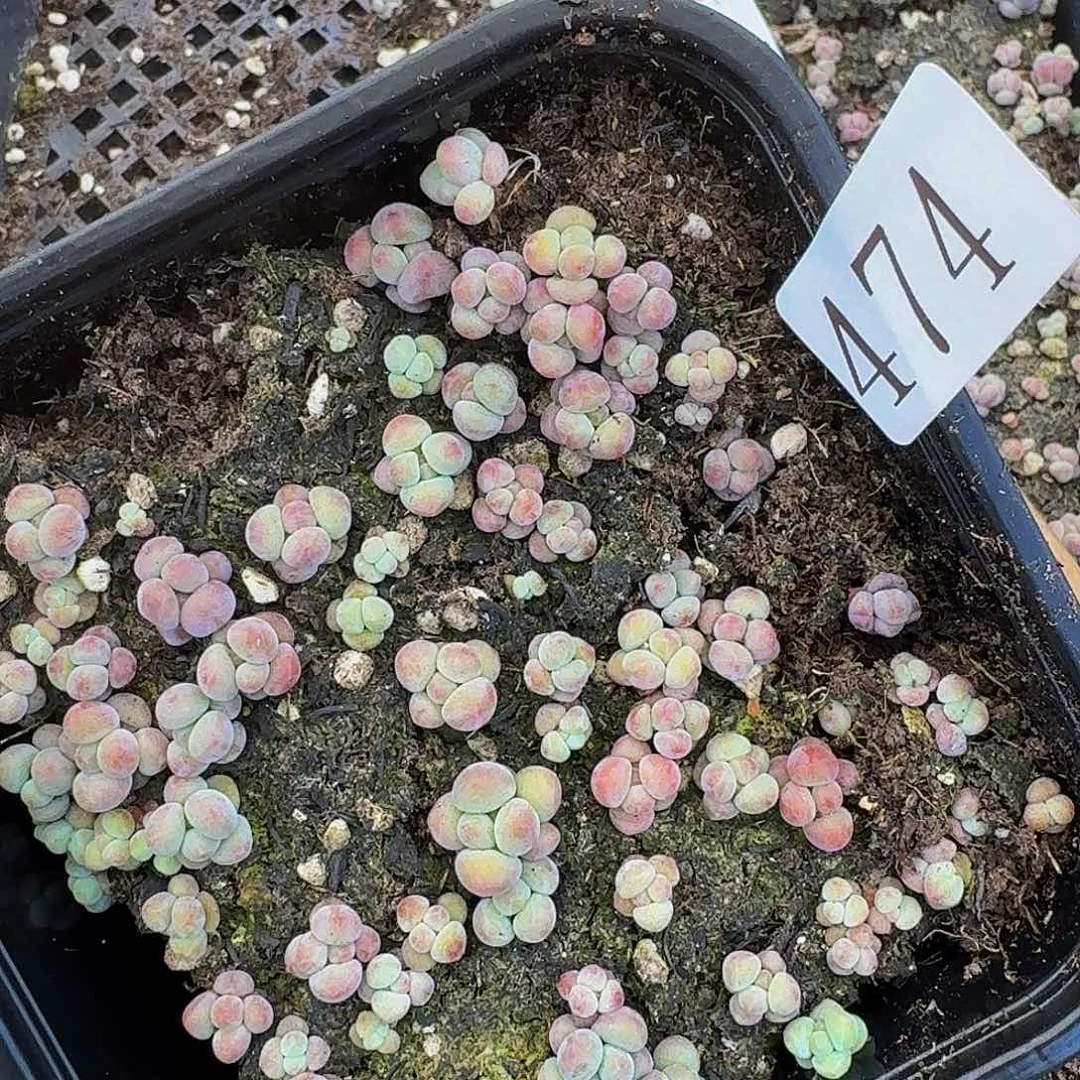 多肉植物多肉植物474