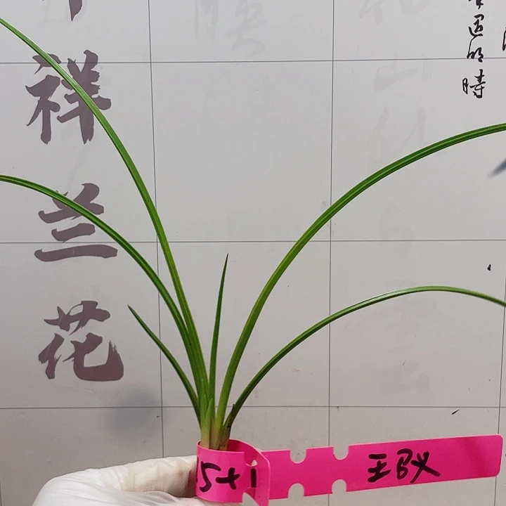 当前无花栽培后可以开花王*义