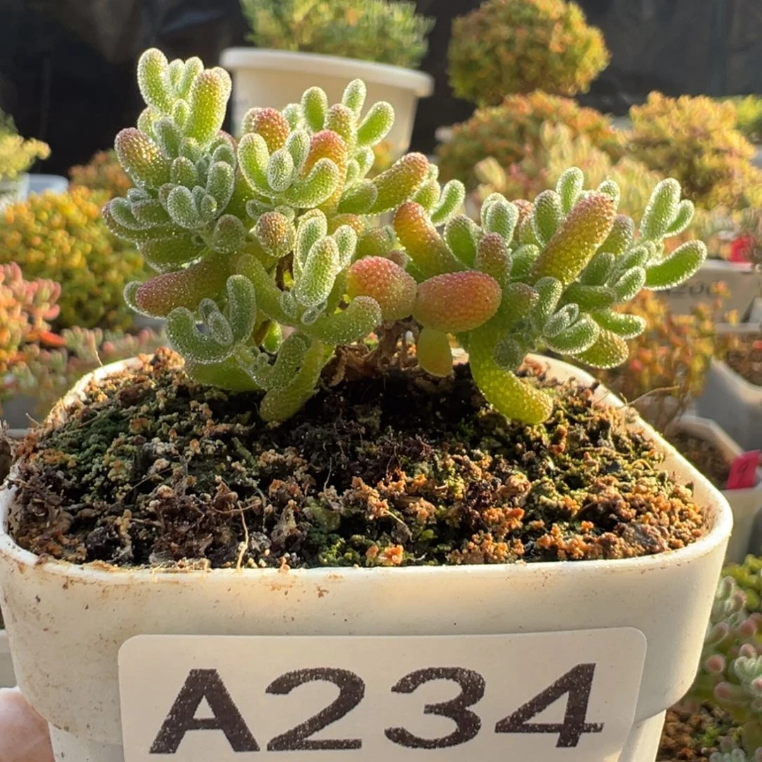 A234粉冰晶一物一拍