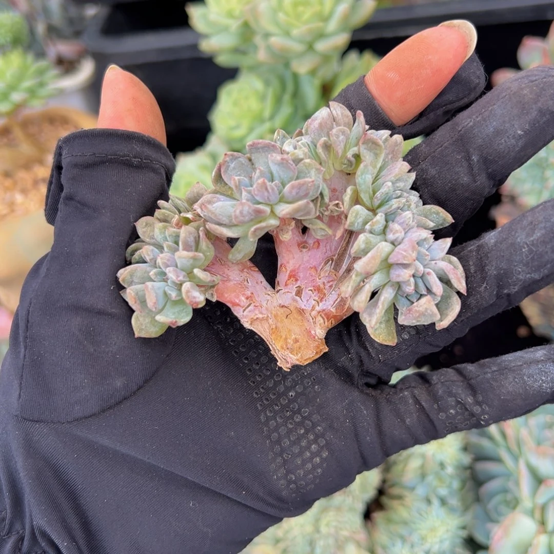 库***儿天天开心 星影石榴籽