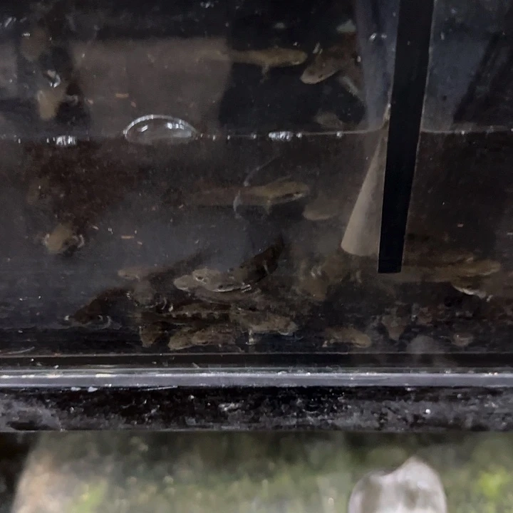 雷龙幻红雷龙11111111