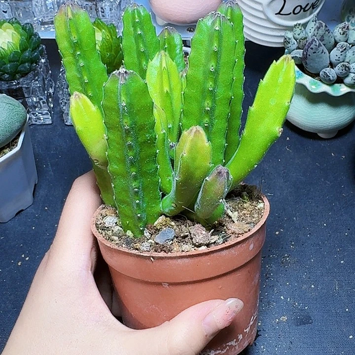 大花犀牛角一盆裸根