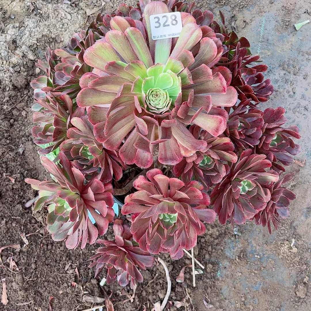 无花朵凉*多肉植物328