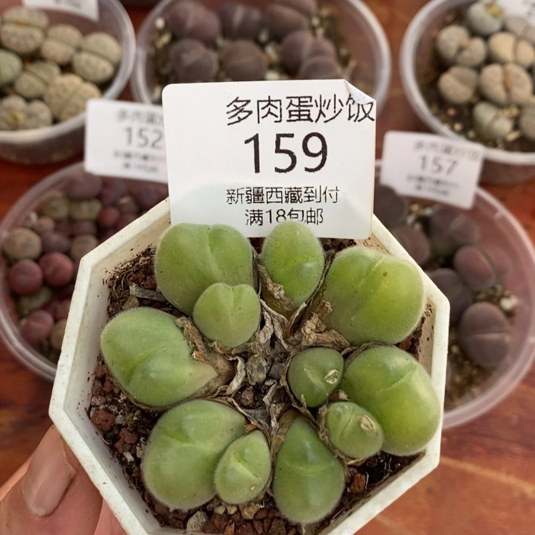 感谢您的支持，00159