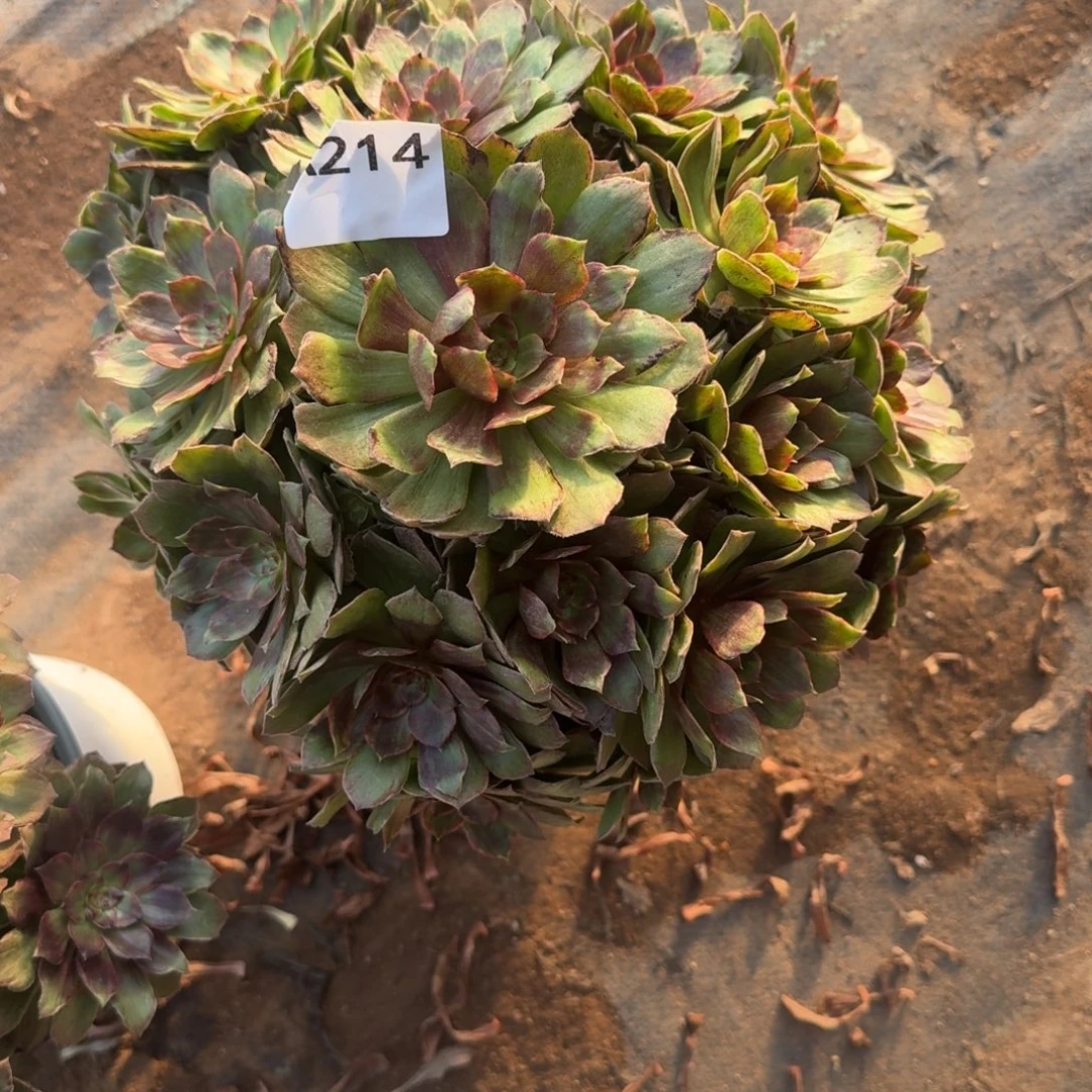 玄***子红丝绒一物一拍214