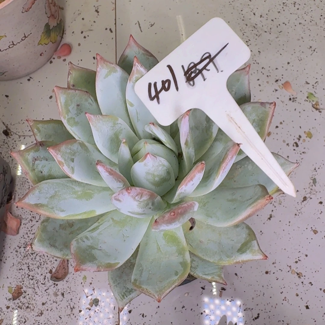多肉植物的生长发育和