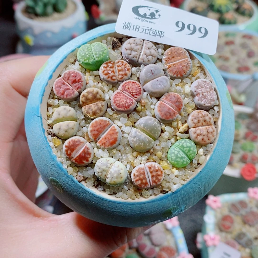 生石花花花花花999