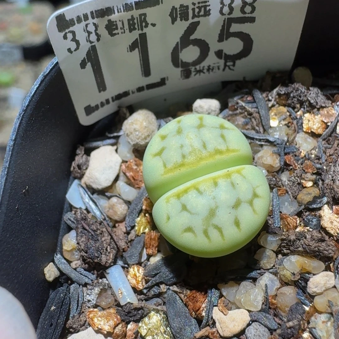 Ssss精品生石花1165