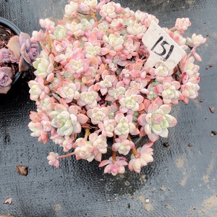 多肉，一物一拍，9.9包邮