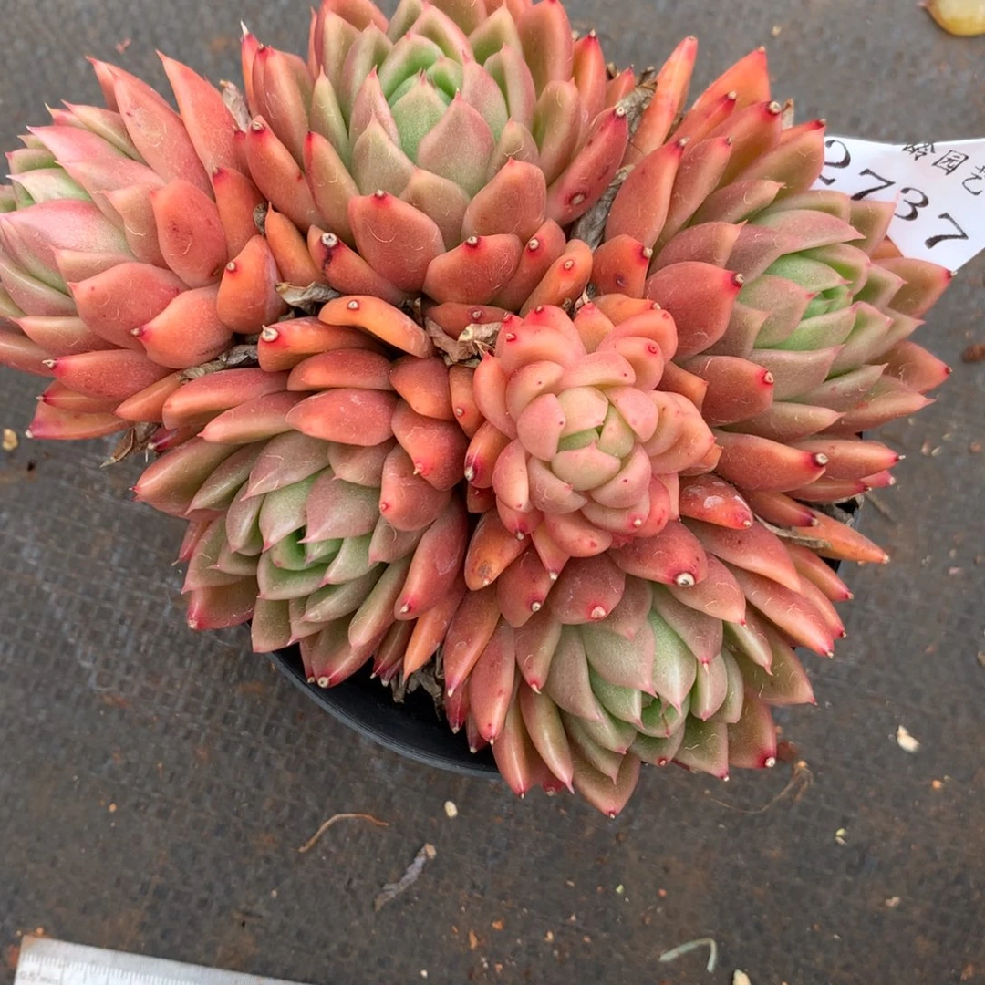 2737杂交精品基地14厘米