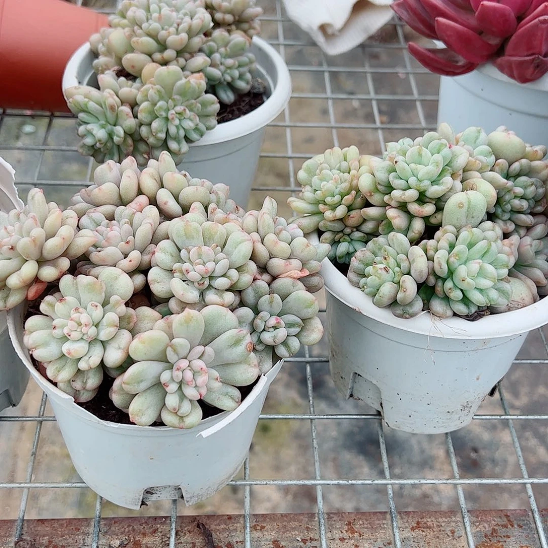 比尔盖茨多头群生老桩特价