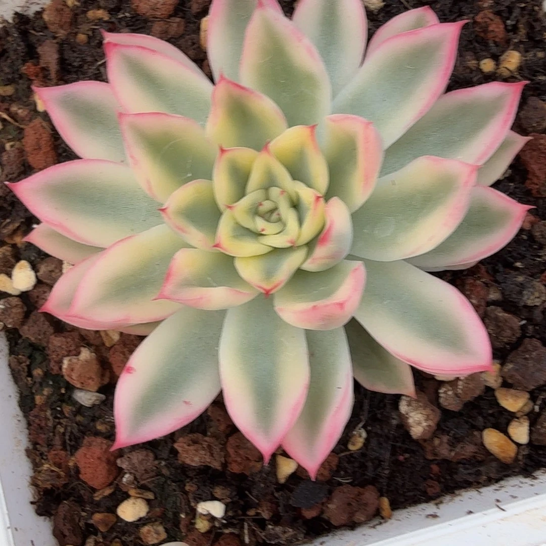 新圣骑兵锦，多肉植物