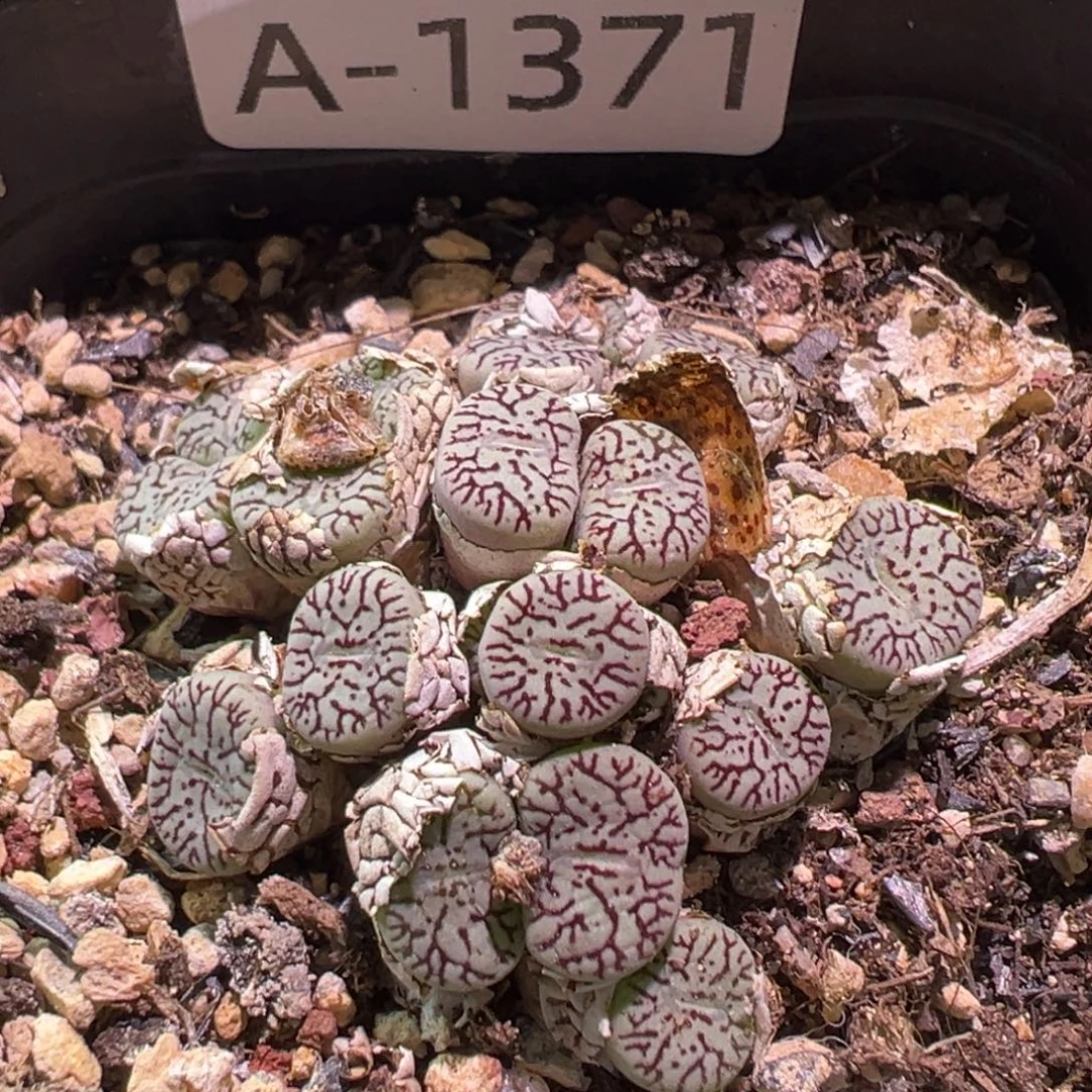 多肉植物11111111111111