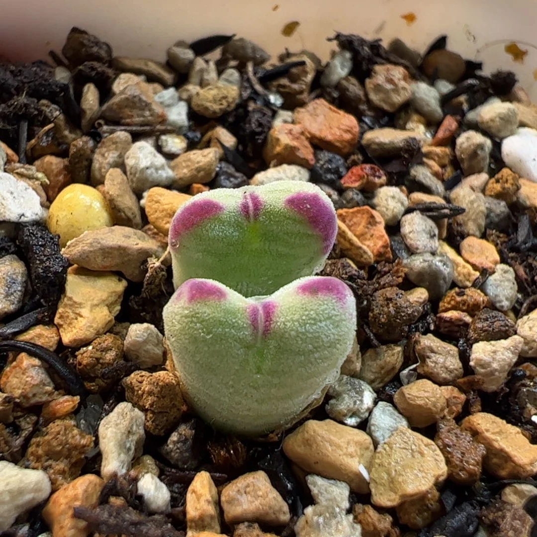 288多肉植物百科组合