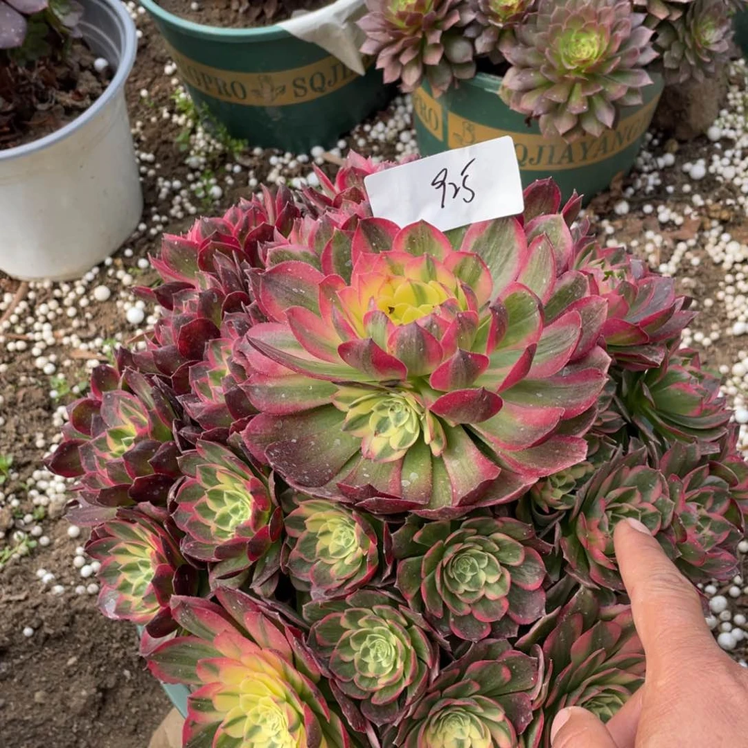 老五多肉9251111111