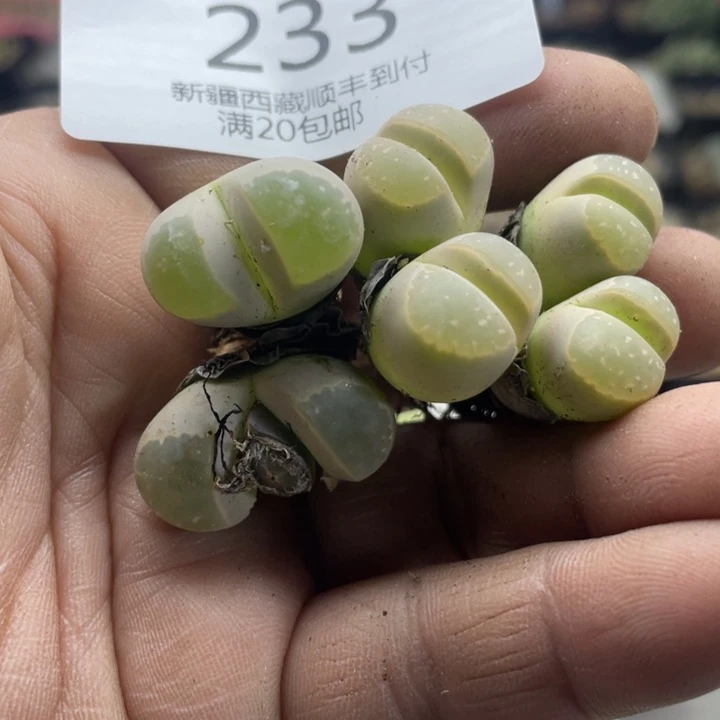 佳人园艺上福利啦橄榄233