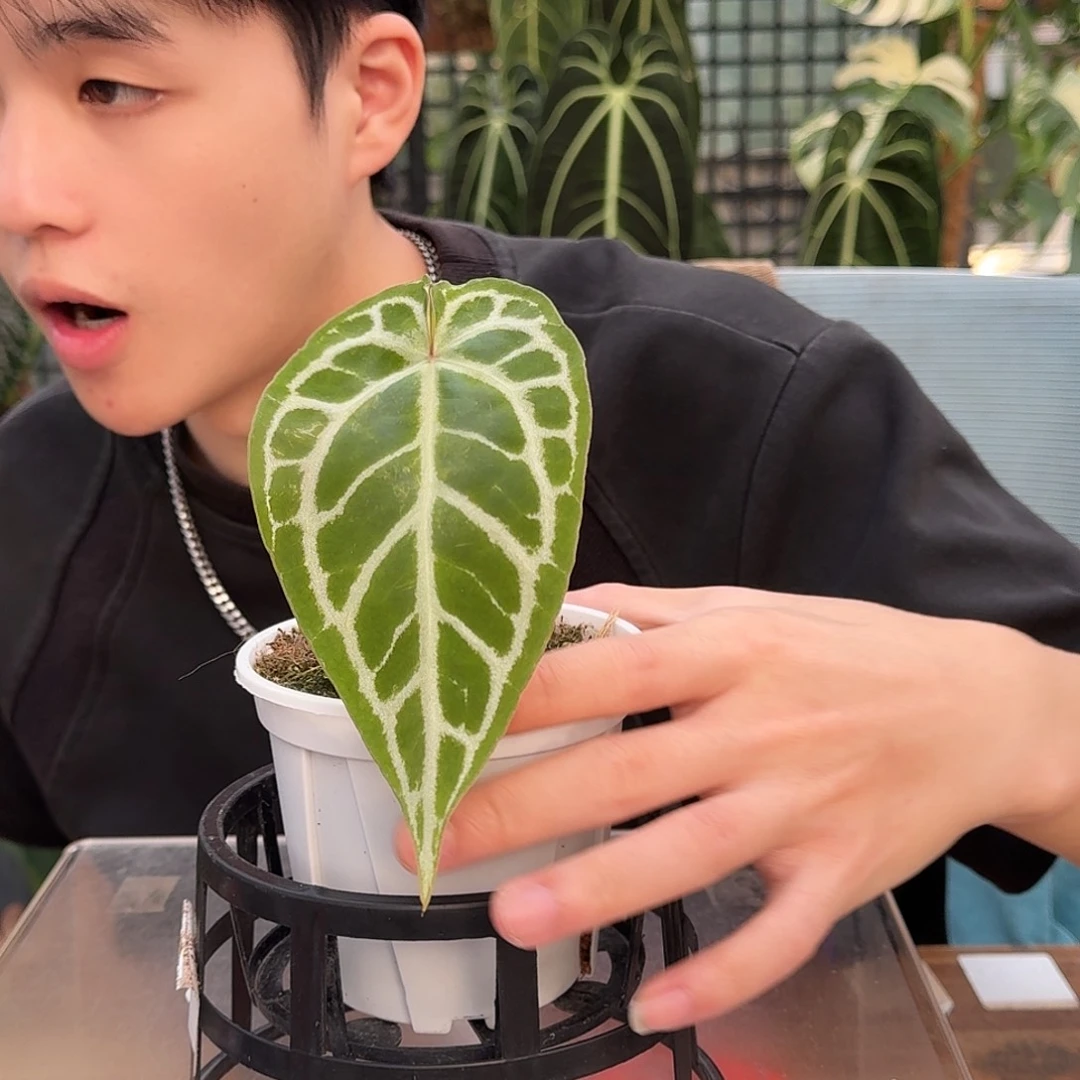 完全开放P121极品小钻石杂撕裂纹