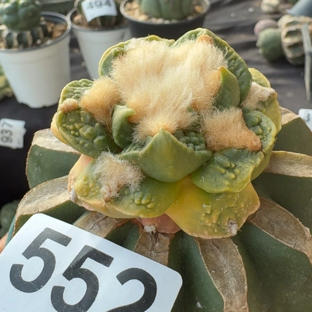 【闪购商品】勾尤怒锦552