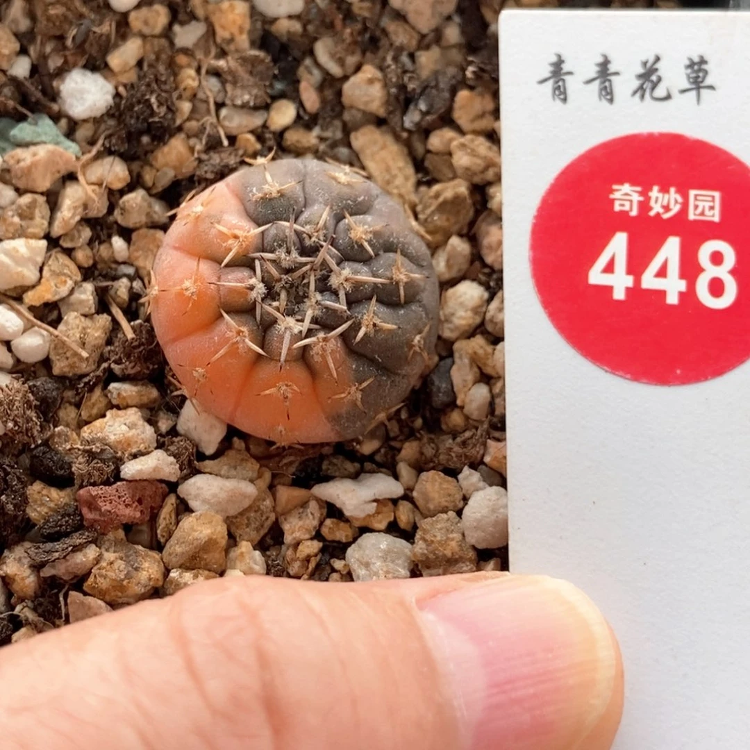 实生怪龙丸锦一颗仙人球