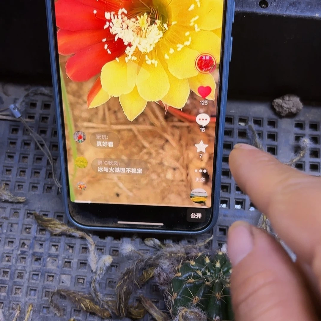 冰与火无根侧牙不稳定46