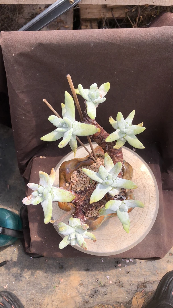 拇指造型老桩大树 多肉