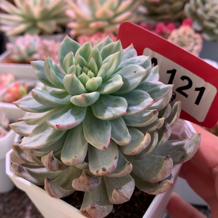 蓝苹果有根有根有根