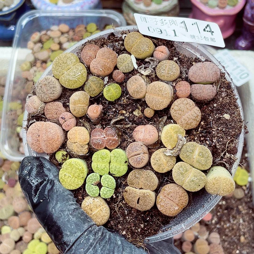 生石花18包邮0911-114