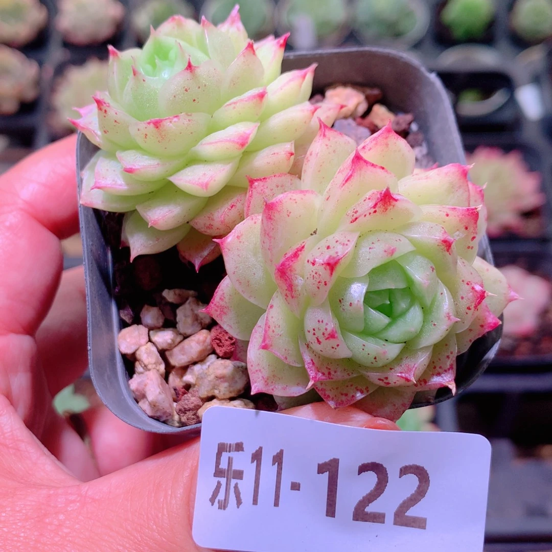 乐然11-122 麦秆双头
