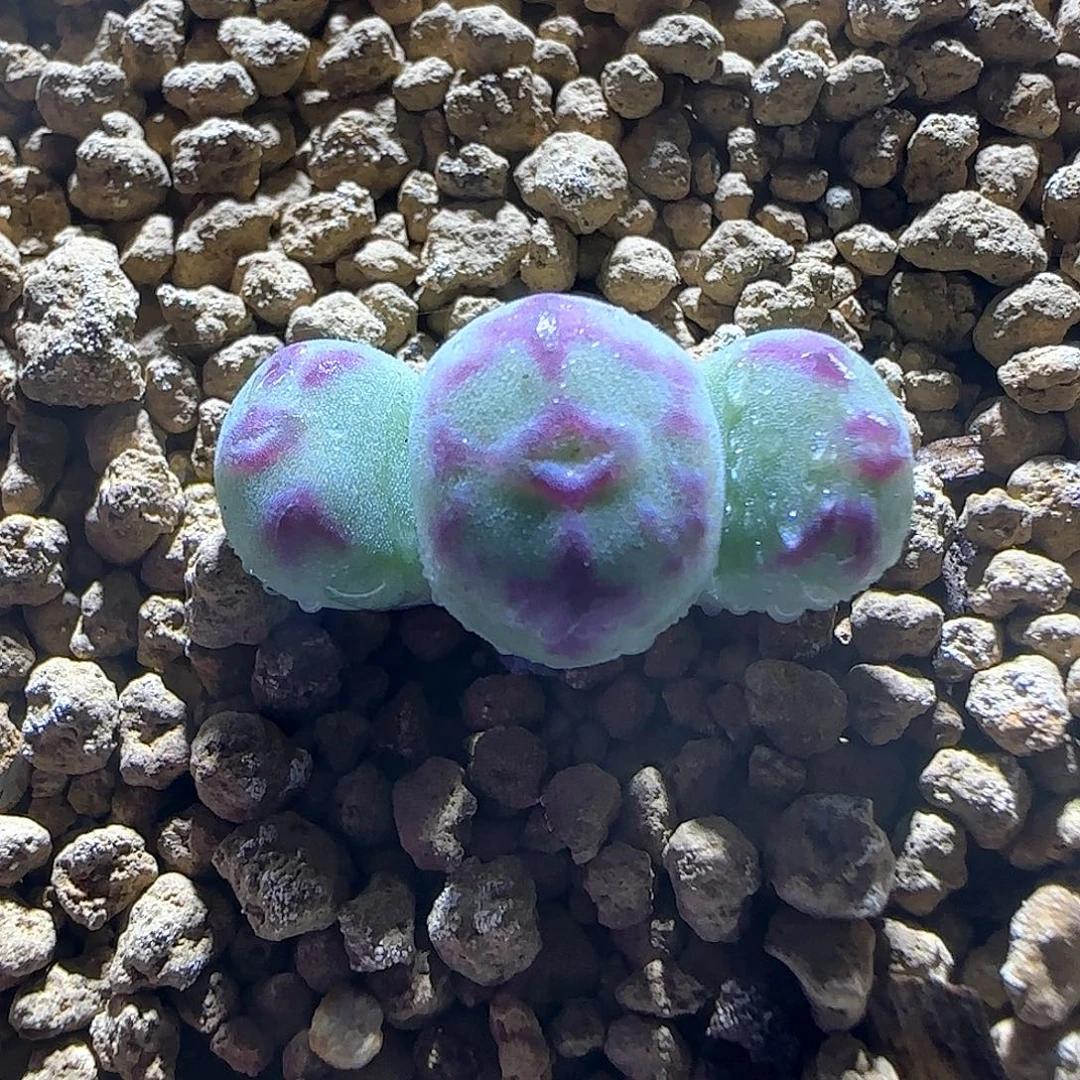 杂交。        61119