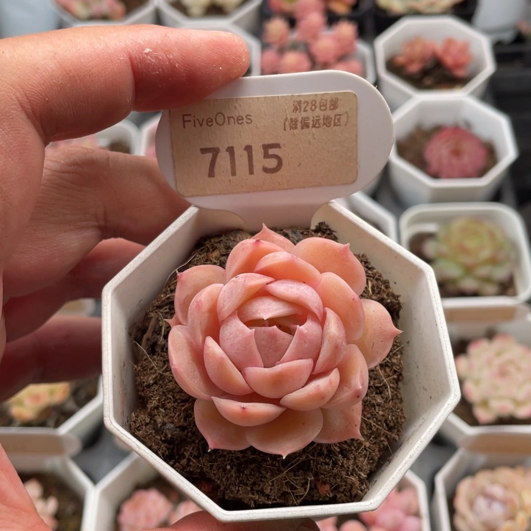 昂斯诺7115-4.5厘米