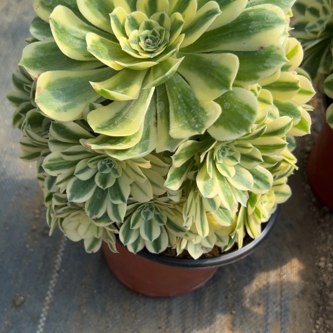 142迈巴多肉植物