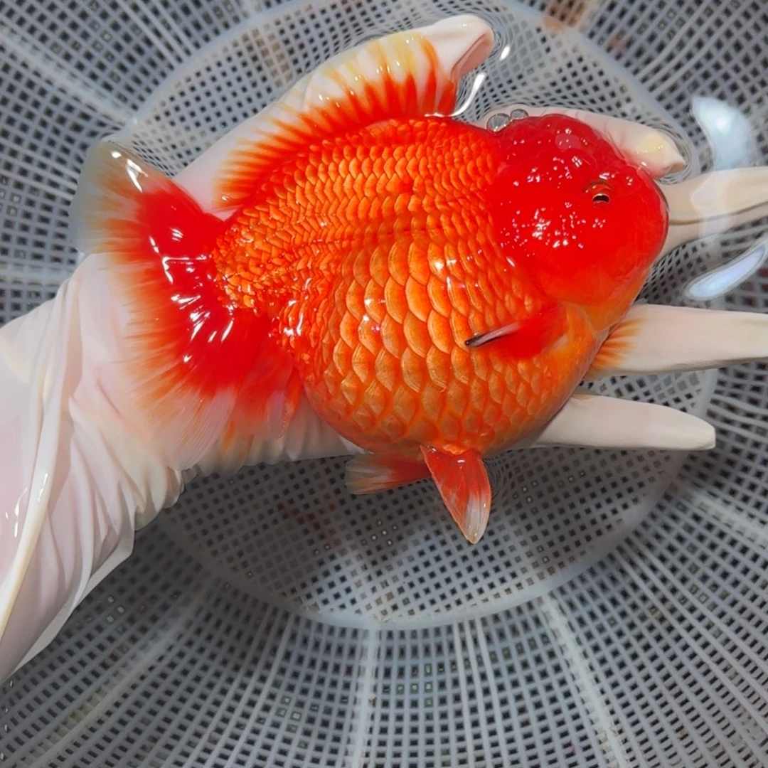 金鱼精品高货短尾将军狮子