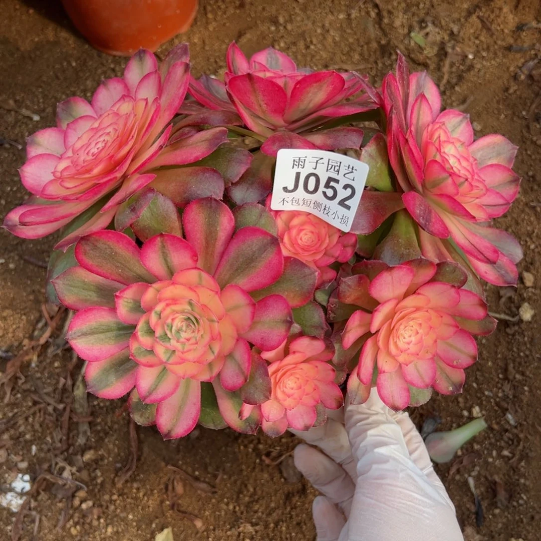 052荔枝尺寸23左右